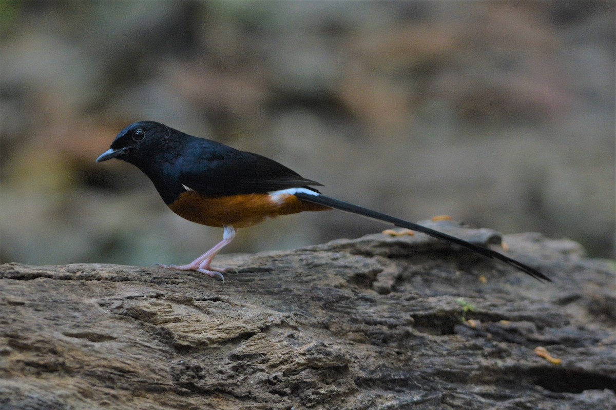 White-rumped Shama - ML26766621