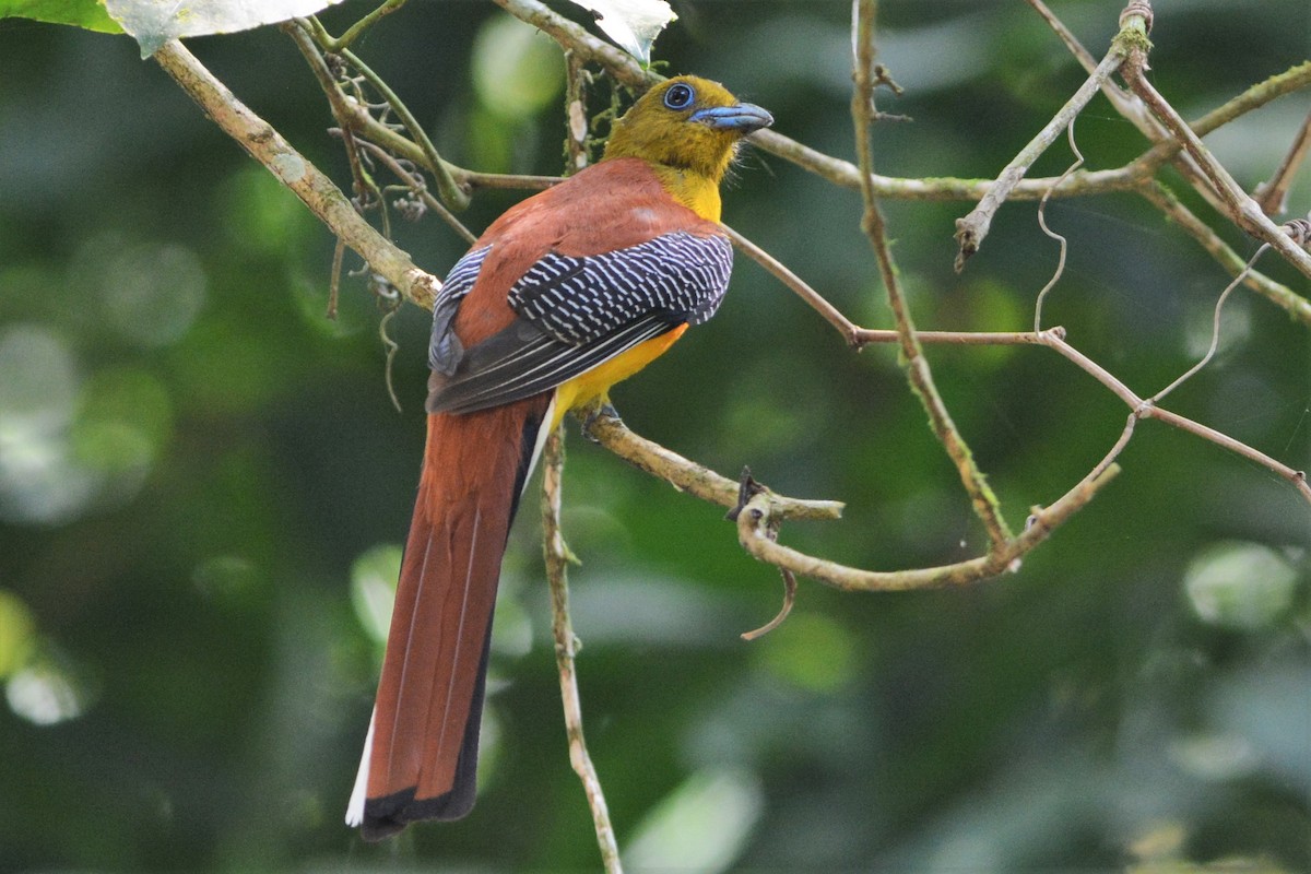 Orange-breasted Trogon - ML26766661