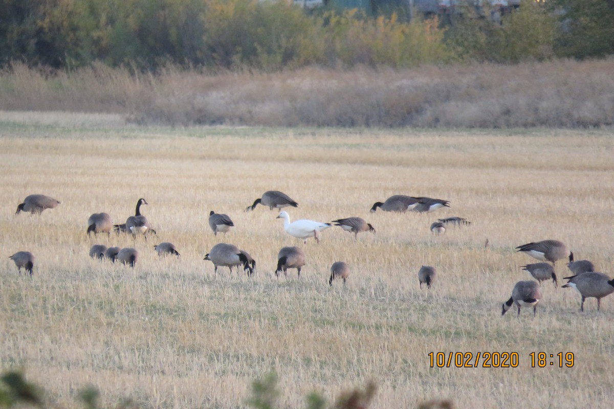 Snow Goose - ML267668331