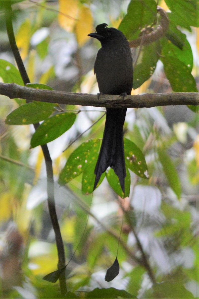 Greater Racket-tailed Drongo - ML26766911