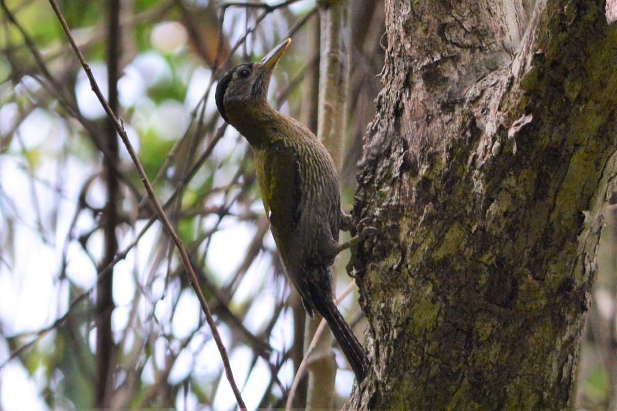 Streak-breasted Woodpecker - ML26766921