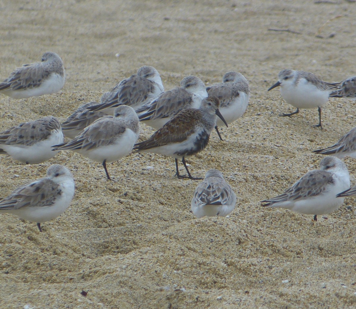 Dunlin - ML26766931