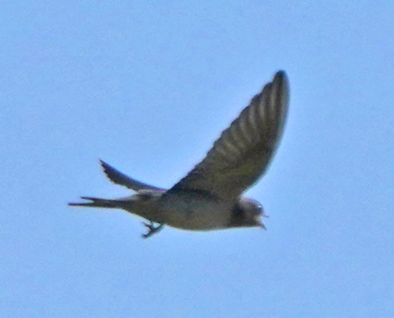 Barn Swallow - Richard Catero