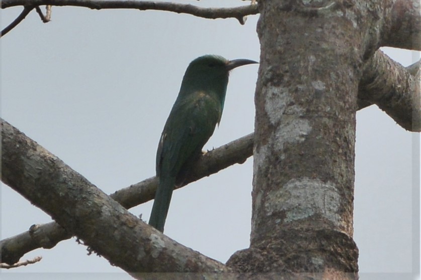 Blue-bearded Bee-eater - ML26766951