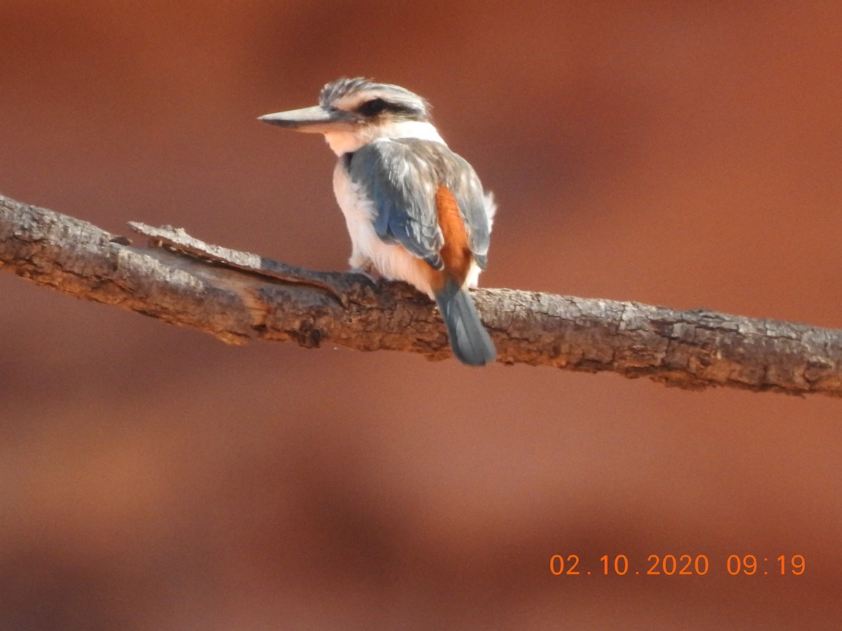 Red-backed Kingfisher - ML267669681