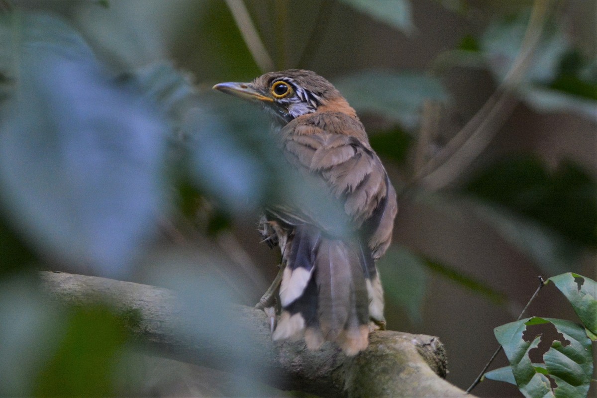 Greater Necklaced Laughingthrush - ML26767041