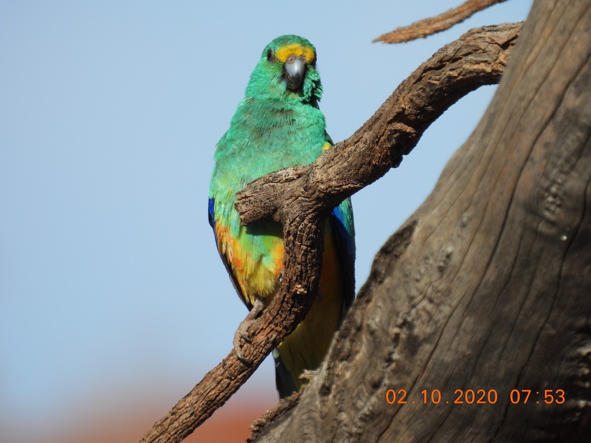 Mulga Parrot - ML267670641