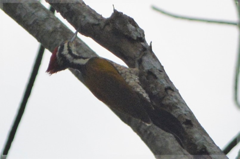 Common Flameback - ML26767101