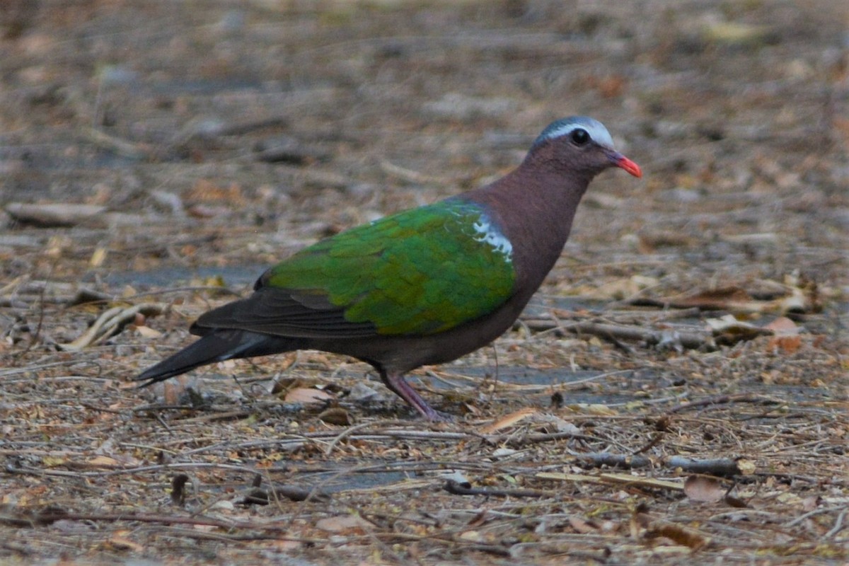 Asian Emerald Dove - ML26767171