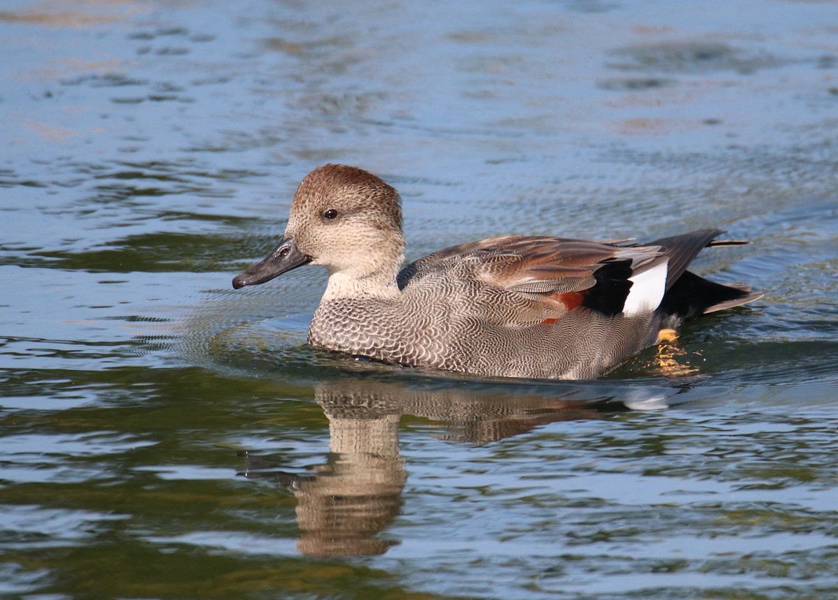 Gadwall - Chris Charlesworth