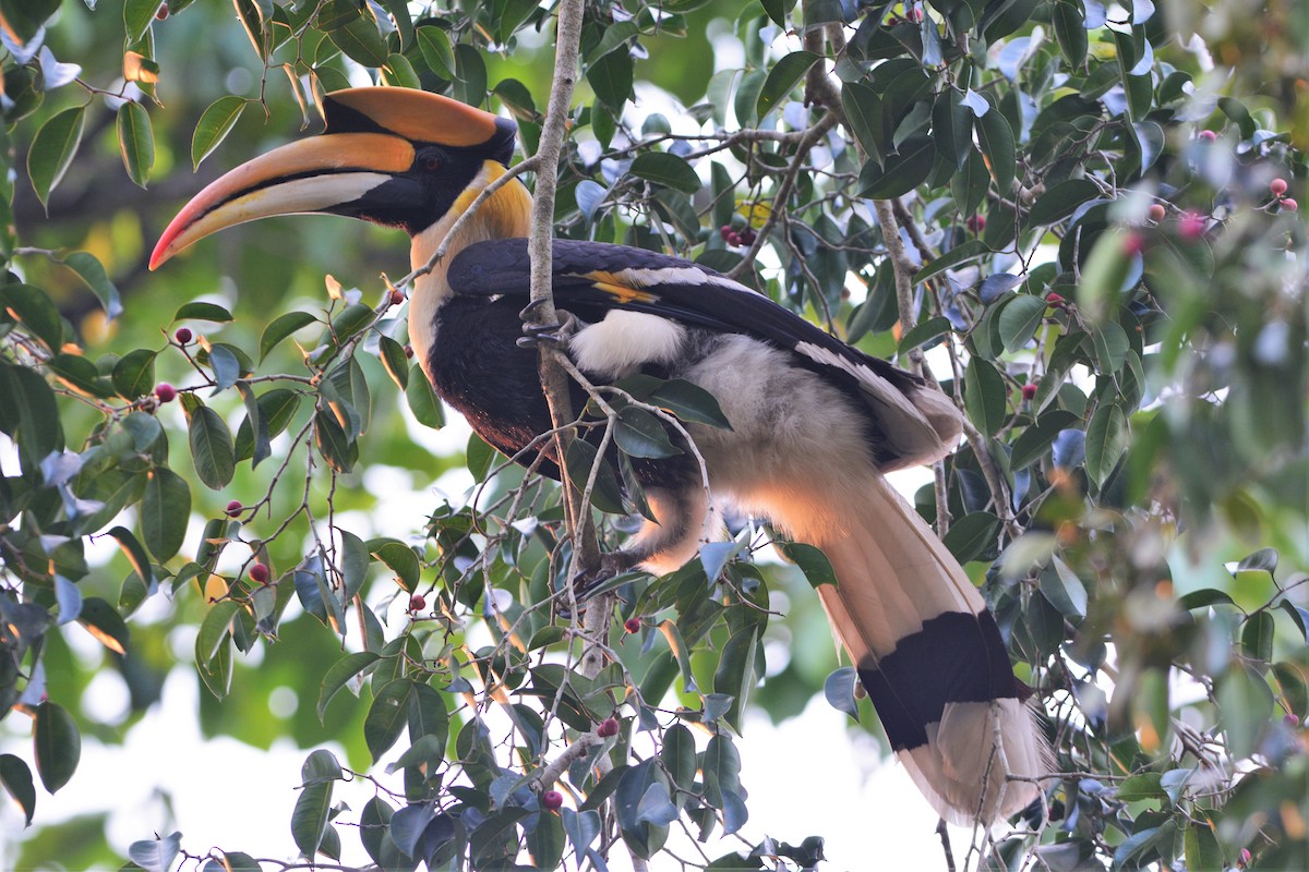 Great Hornbill - ML26767231