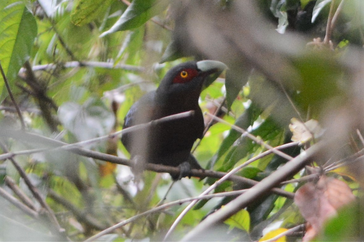 Chestnut-breasted Malkoha - ML26767291