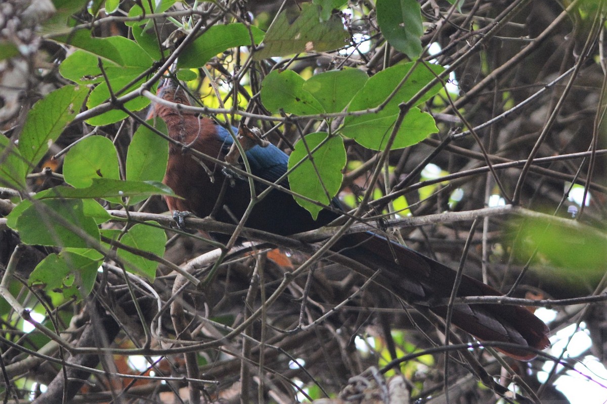 Chestnut-breasted Malkoha - ML26767311