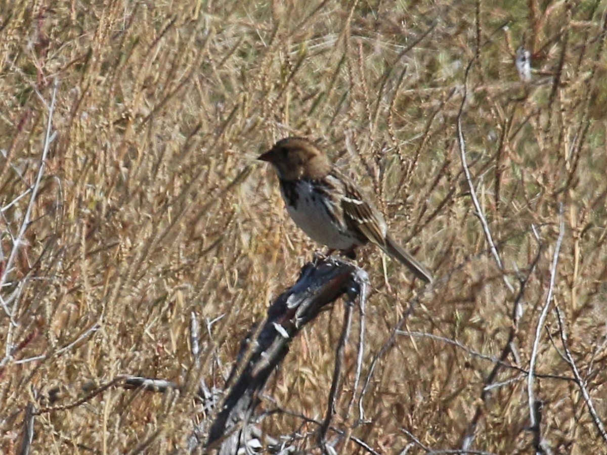 Harris's Sparrow - ML267673381