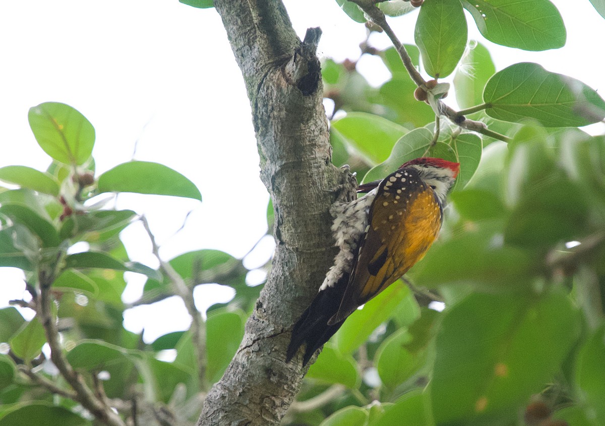 Black-rumped Flameback - ML267674531