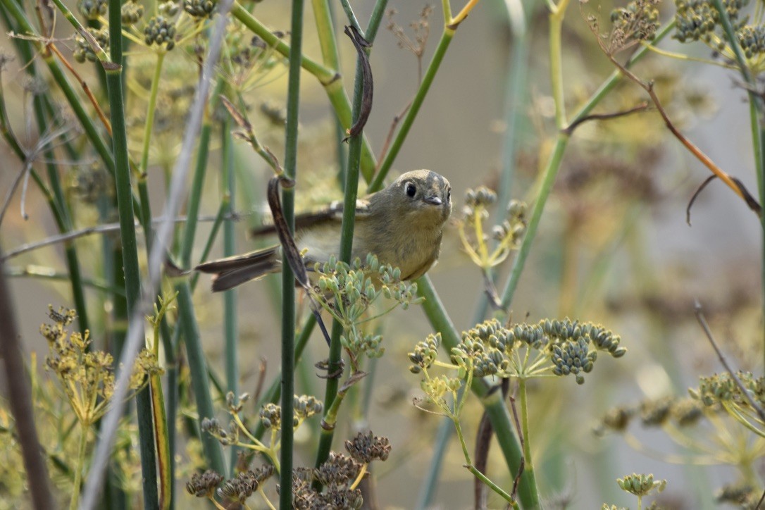 Ruby-crowned Kinglet - ML267674591