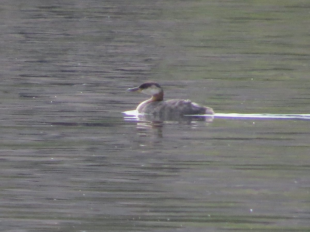 Red-necked Grebe - ML267674651