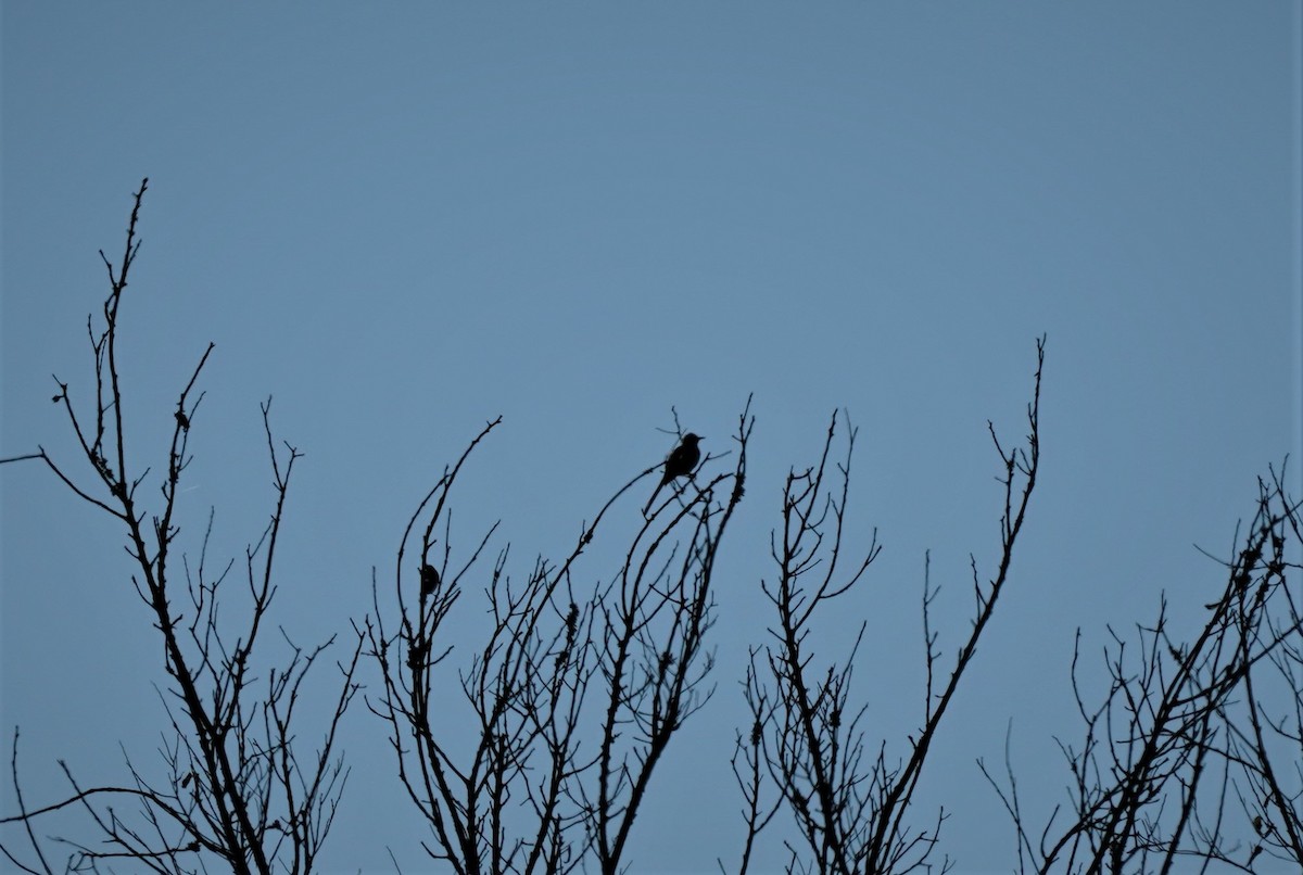 Northern Mockingbird - ML267676341