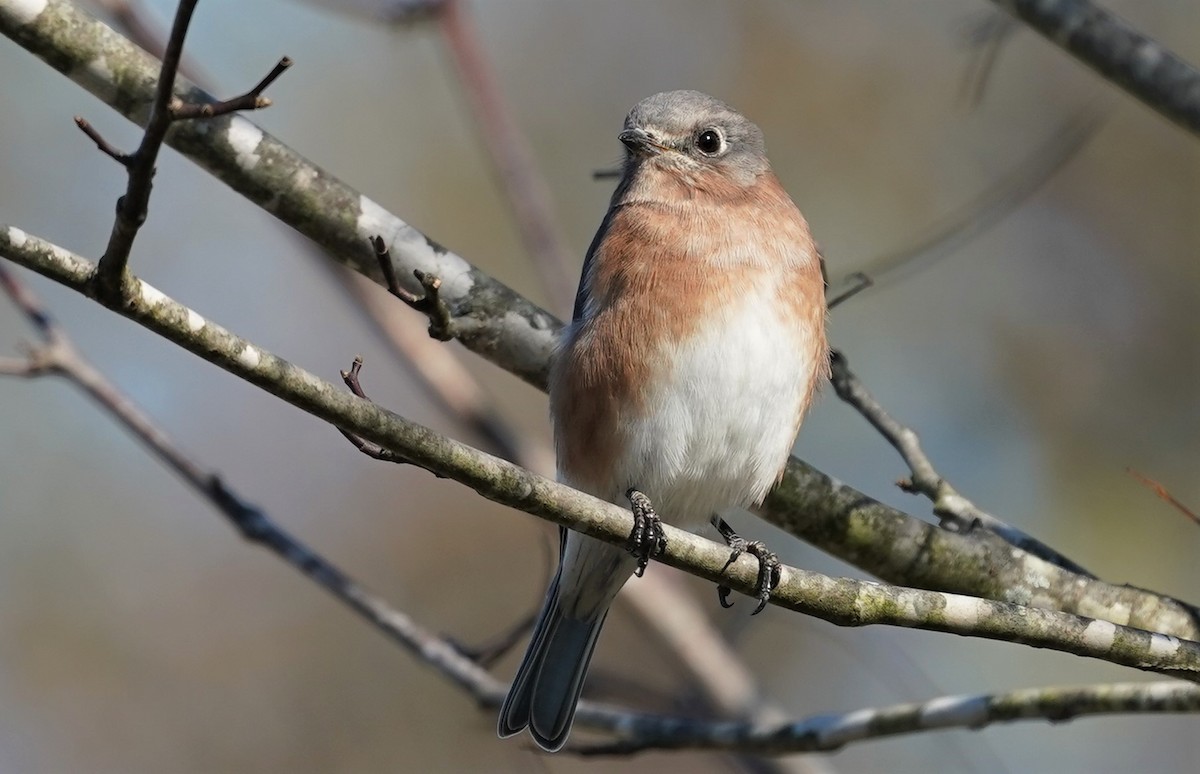 Eastern Bluebird - Sunil Thirkannad