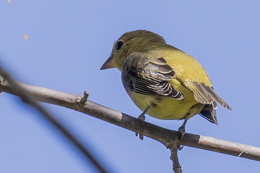 アカフウキンチョウ - ML267678721