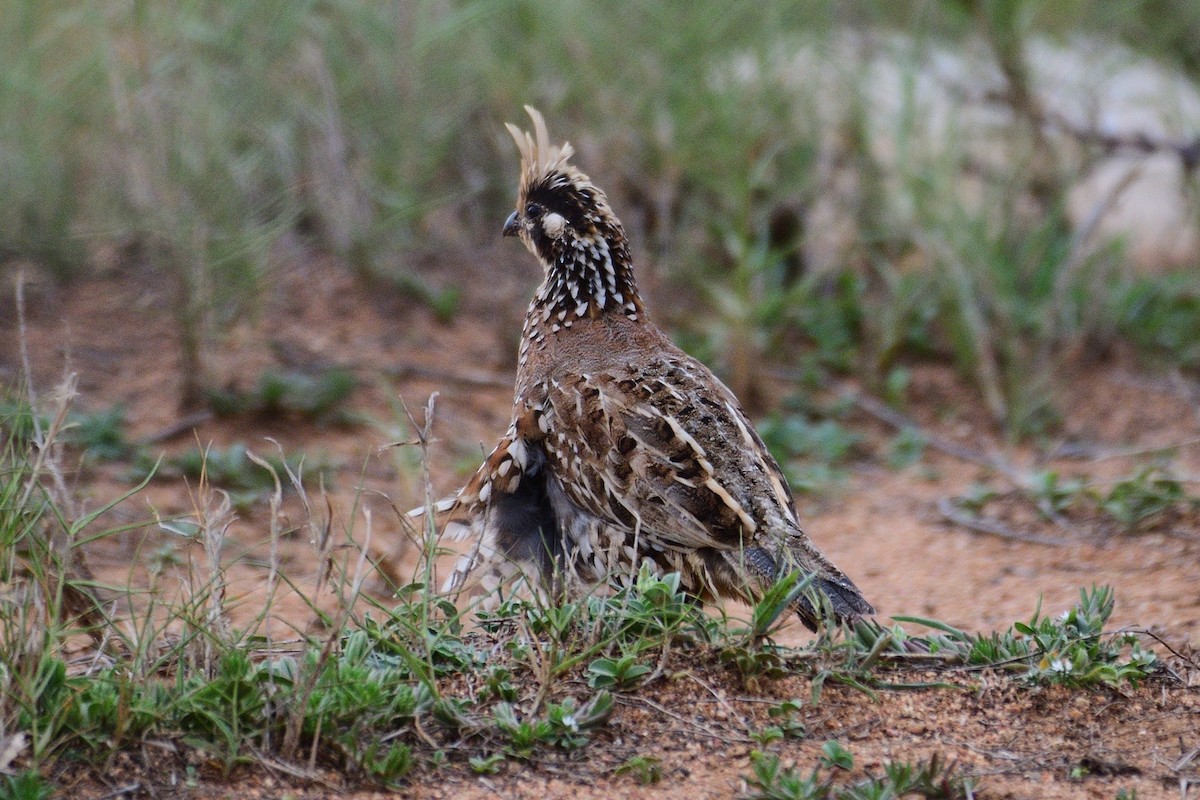 Crested Bobwhite - ML267679841