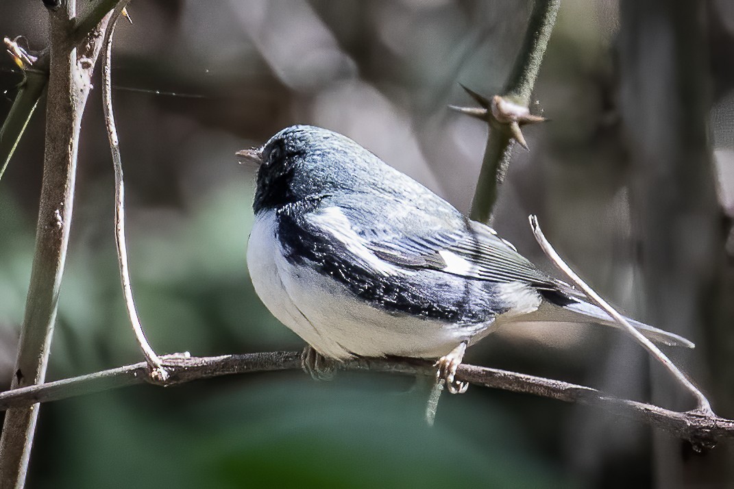 Black-throated Blue Warbler - ML267682701