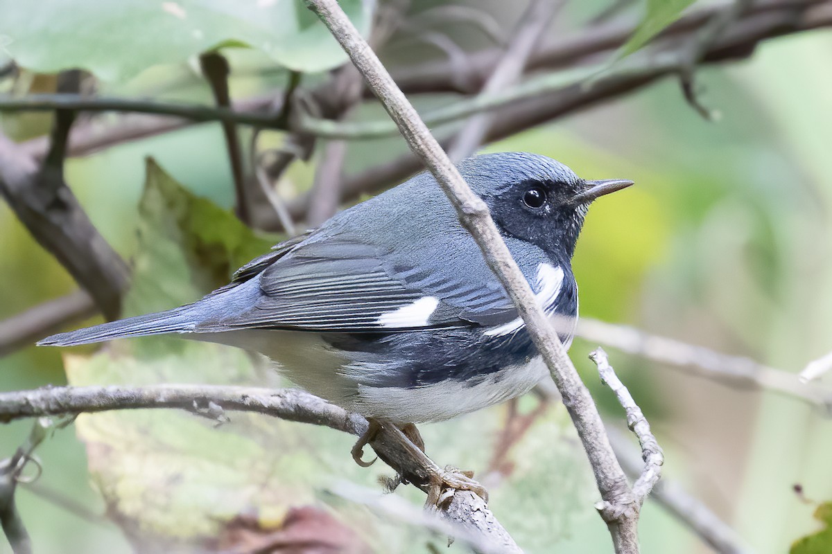 Black-throated Blue Warbler - ML267682711