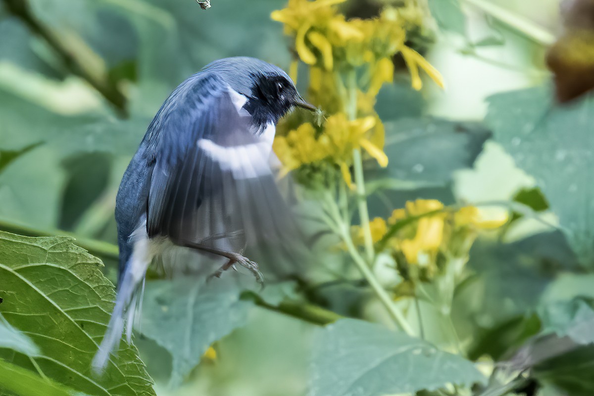 Black-throated Blue Warbler - ML267682721