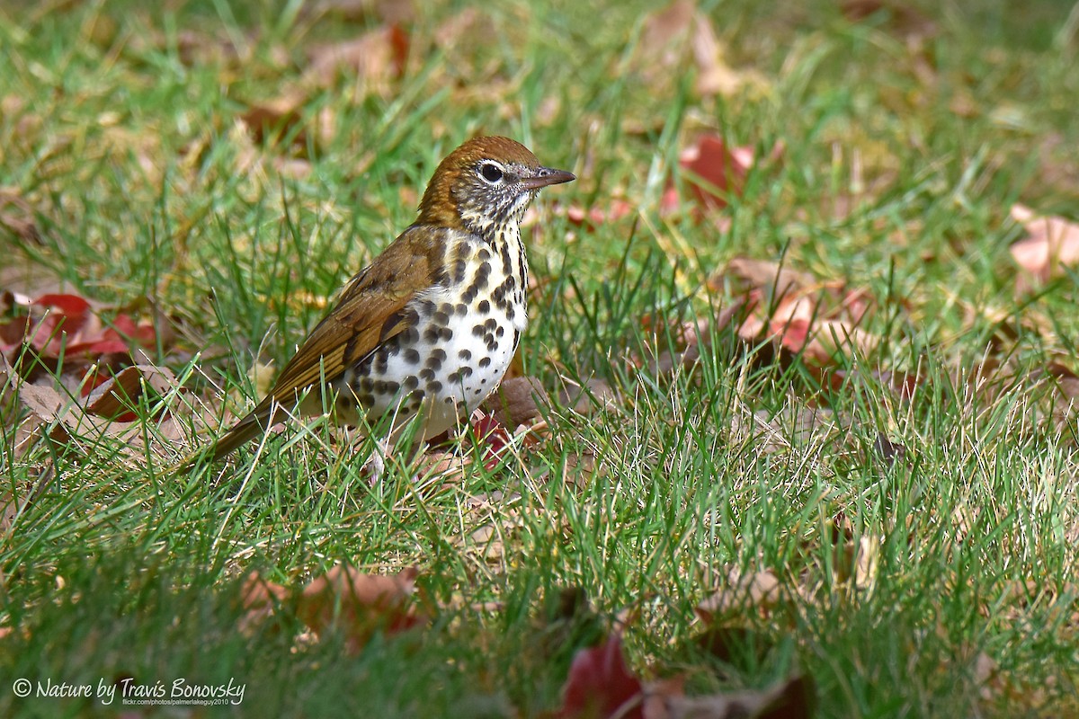 Wood Thrush - ML267683261