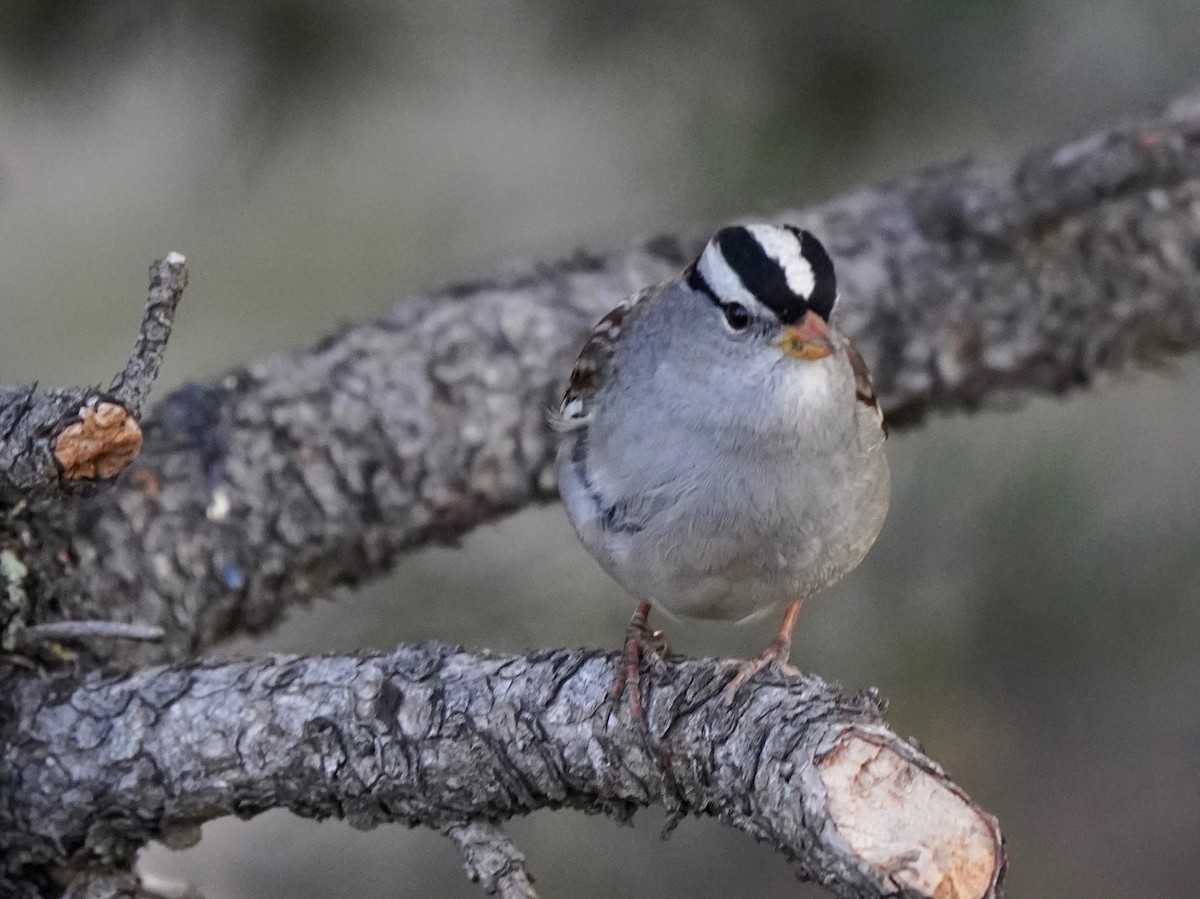 White-crowned Sparrow - ML267683811