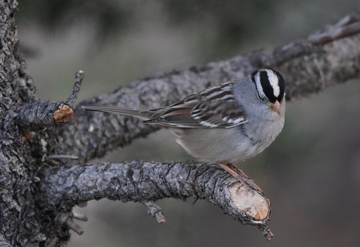 White-crowned Sparrow - ML267683901