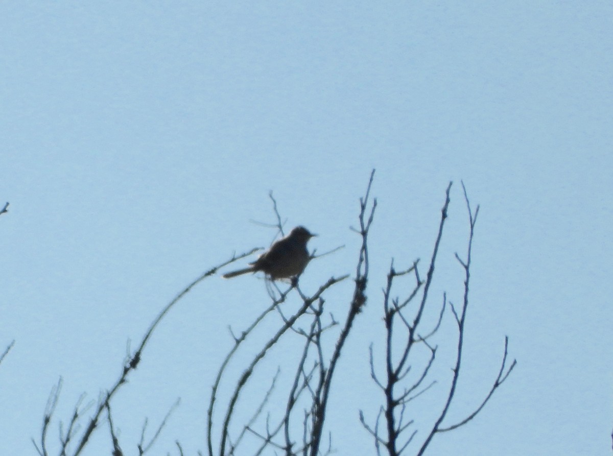 Northern Mockingbird - ML267683921