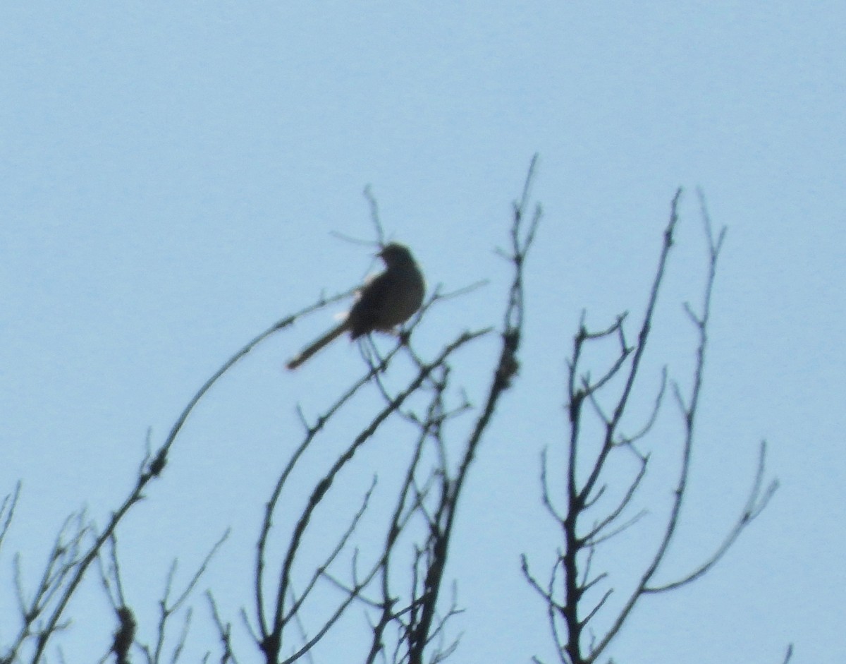 Northern Mockingbird - ML267683941