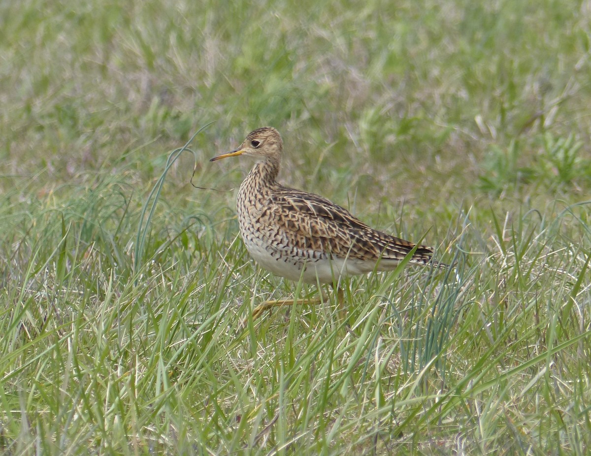 Upland Sandpiper - Ethan Goodman