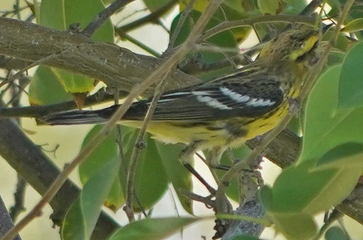 Blackburnian Warbler - ML267684891