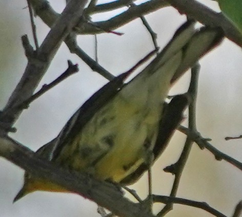 Blackburnian Warbler - Richard Catero