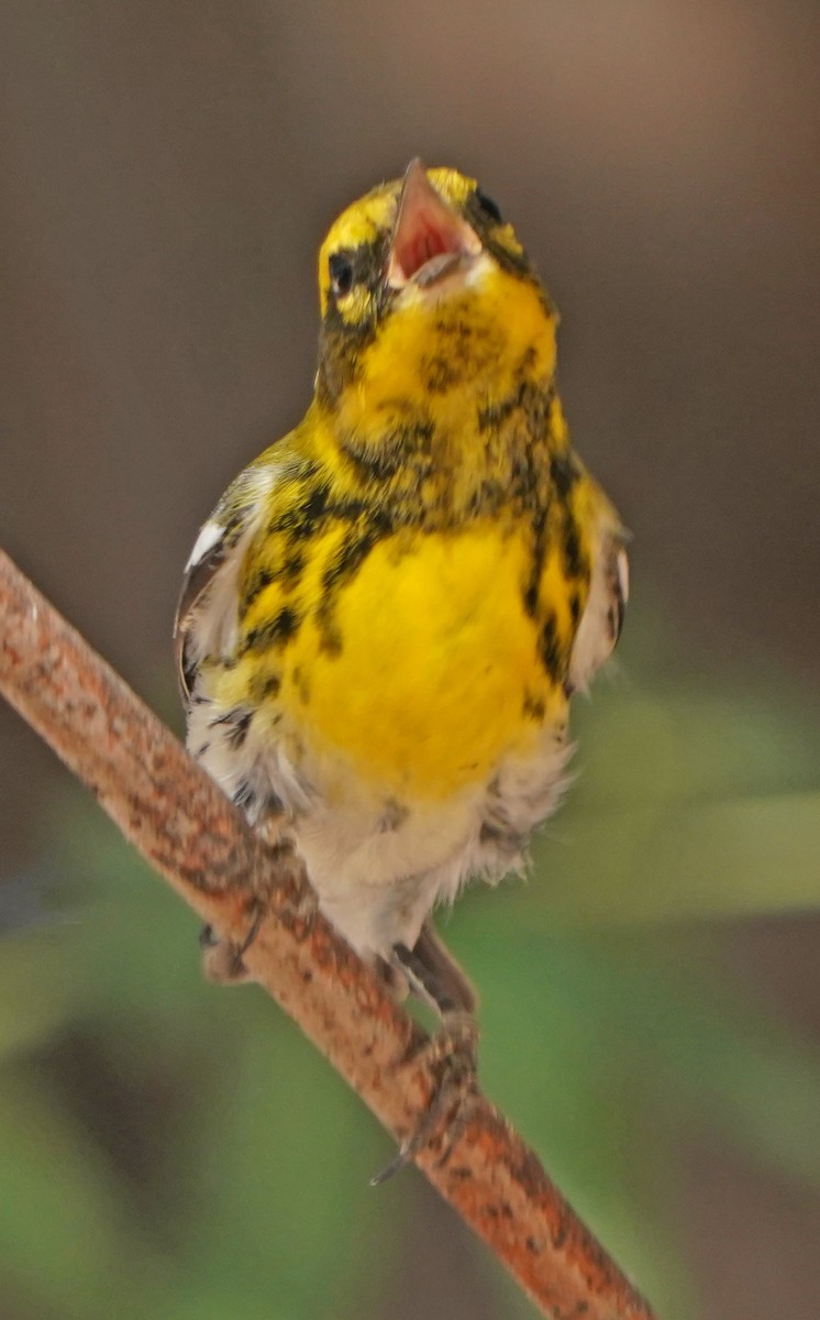 Townsend's Warbler - ML267685261