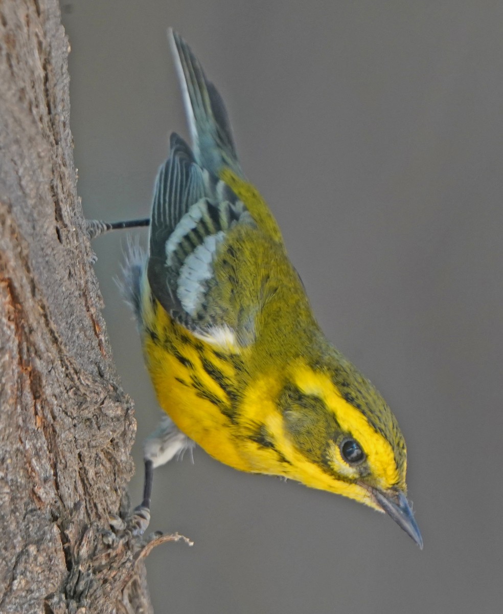 Townsend's Warbler - Richard Catero