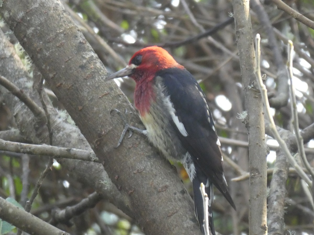 Red-breasted Sapsucker - ML267685331