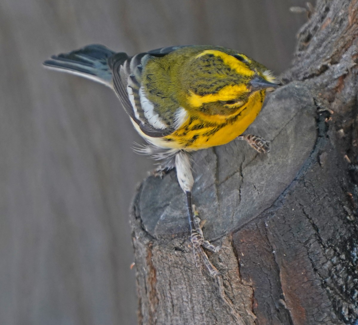 Townsend's Warbler - ML267685341