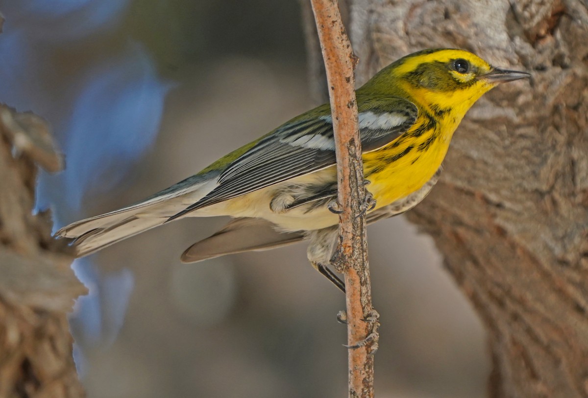 Townsend's Warbler - ML267685381