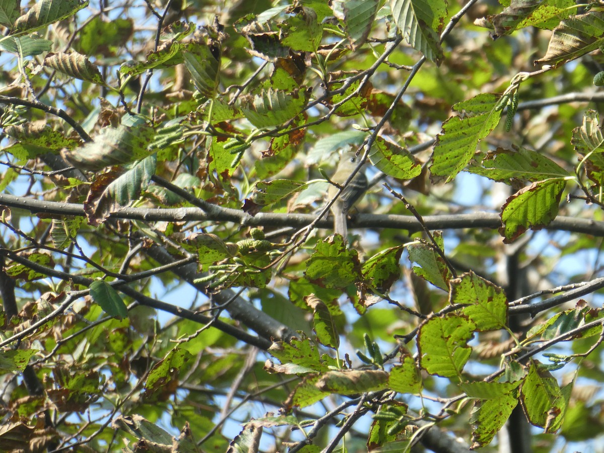 Western Flycatcher (Pacific-slope) - Ian Cruickshank