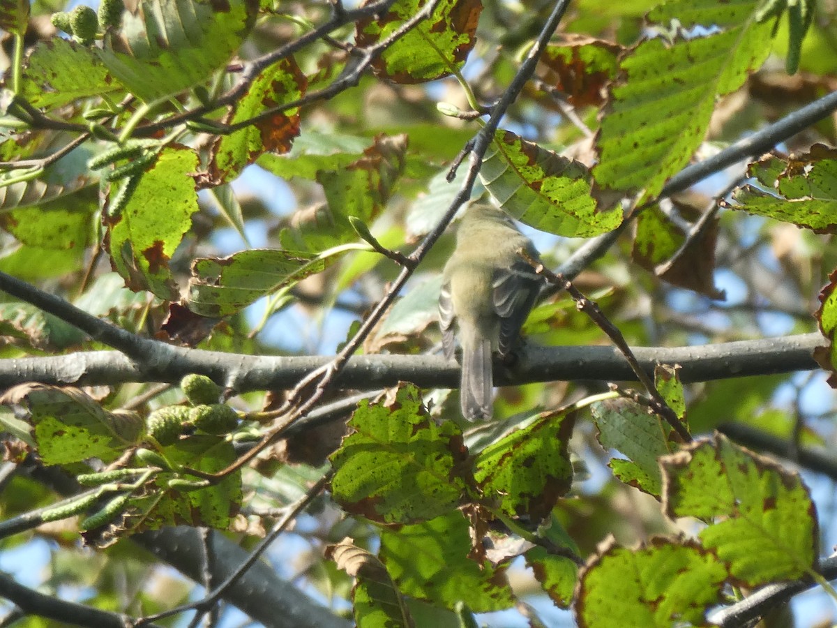 Western Flycatcher (Pacific-slope) - ML267685501