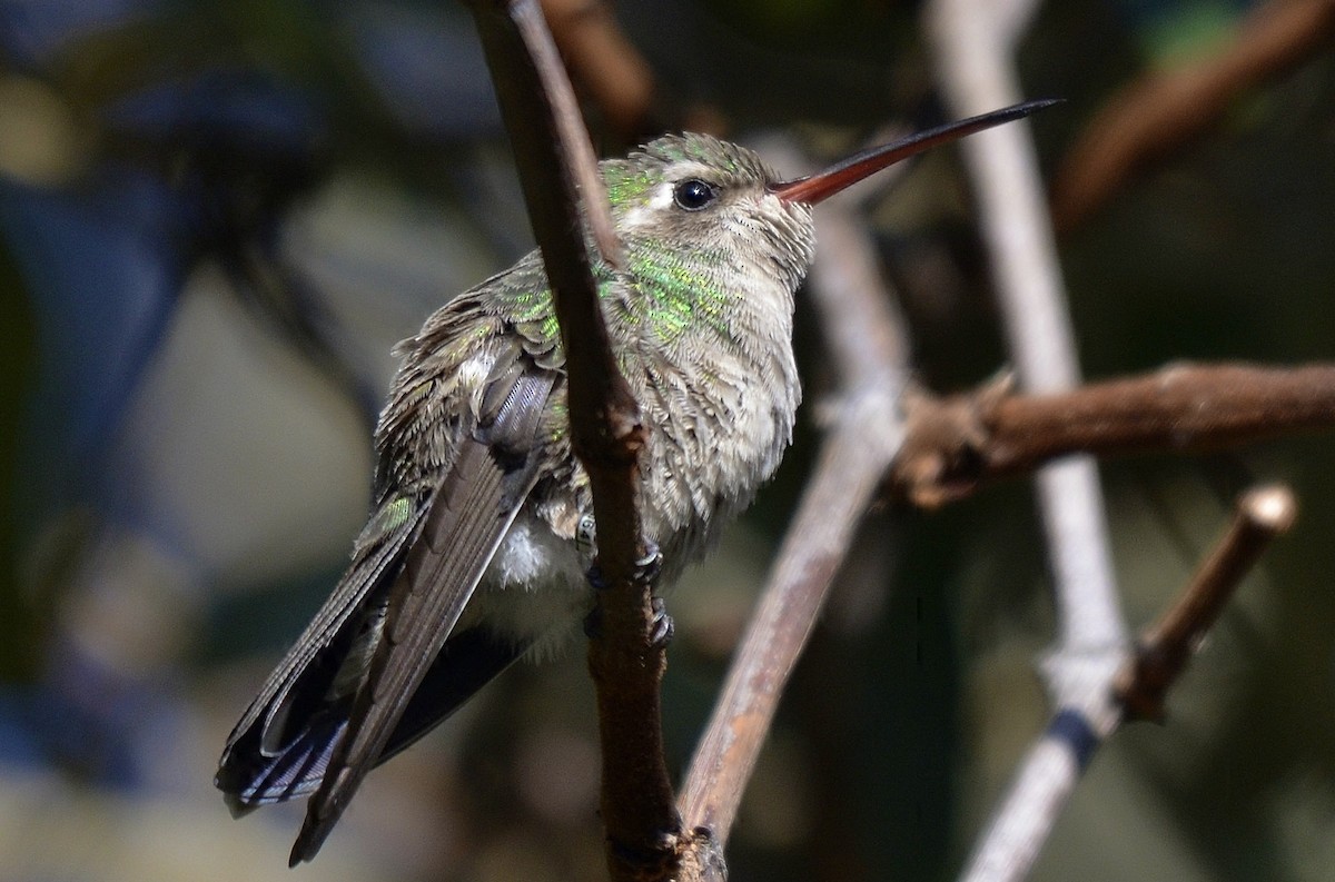 Colibrí Piquiancho Común - ML267685801