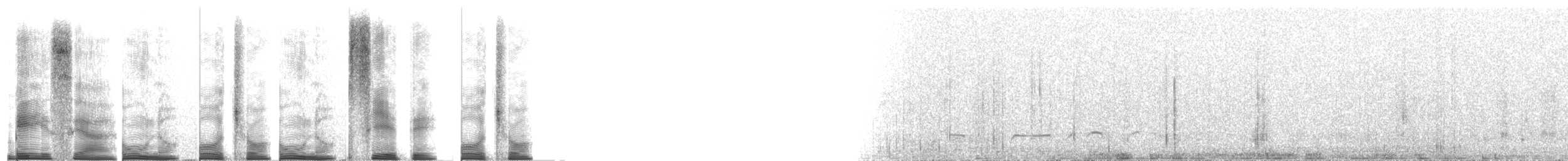 Grallaire alticole - ML267686