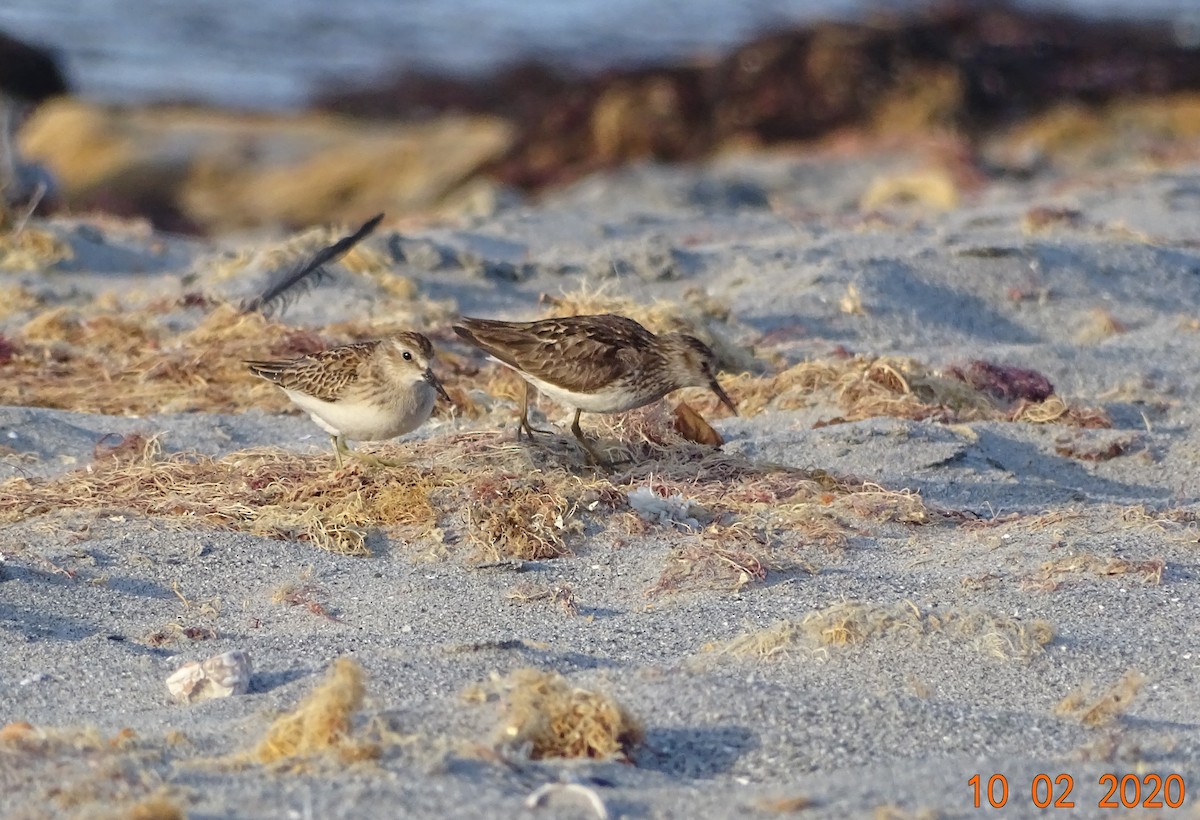 Least Sandpiper - ML267686931