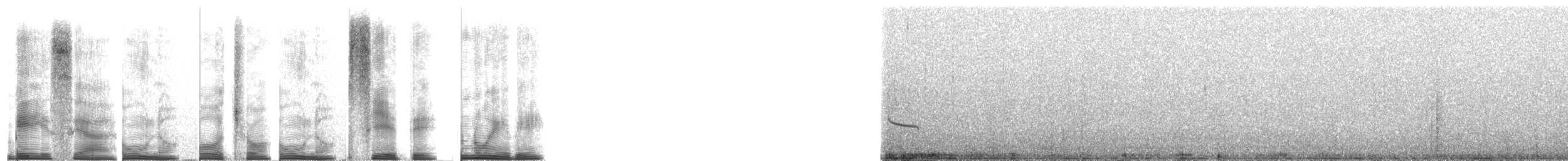 Grallaire alticole - ML267687