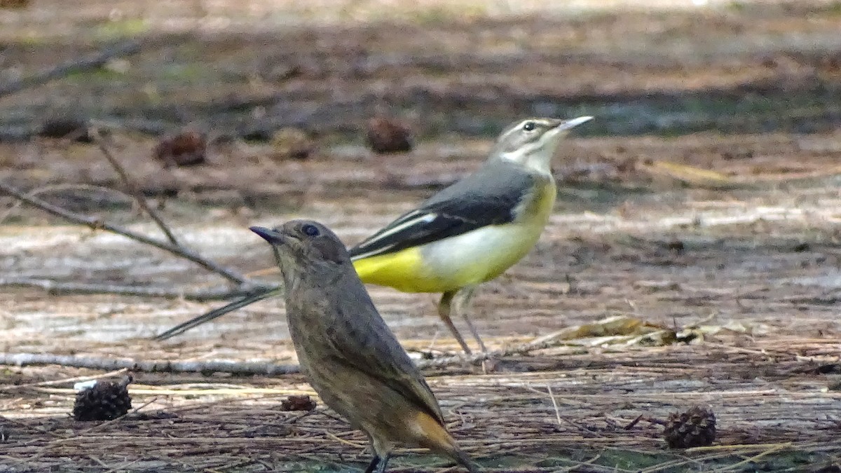Pied Bushchat - ML267687901