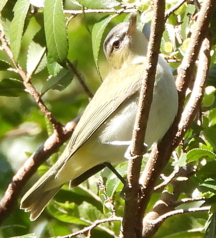 Red-eyed Vireo - Annette Daughdrill