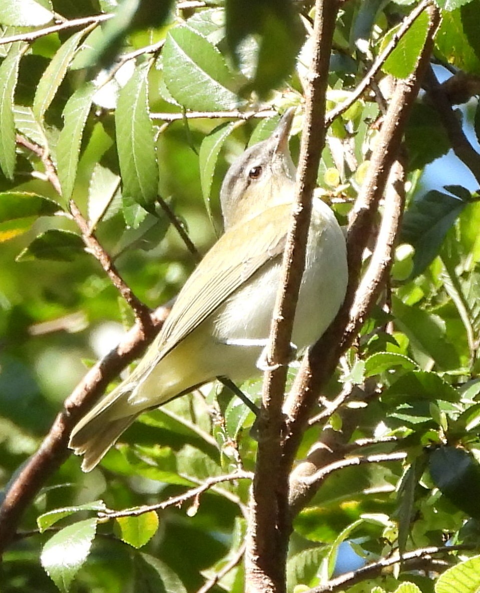 Red-eyed Vireo - Annette Daughdrill